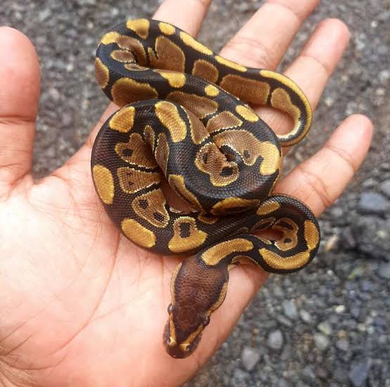 Ball Python Captive Bred - Normal