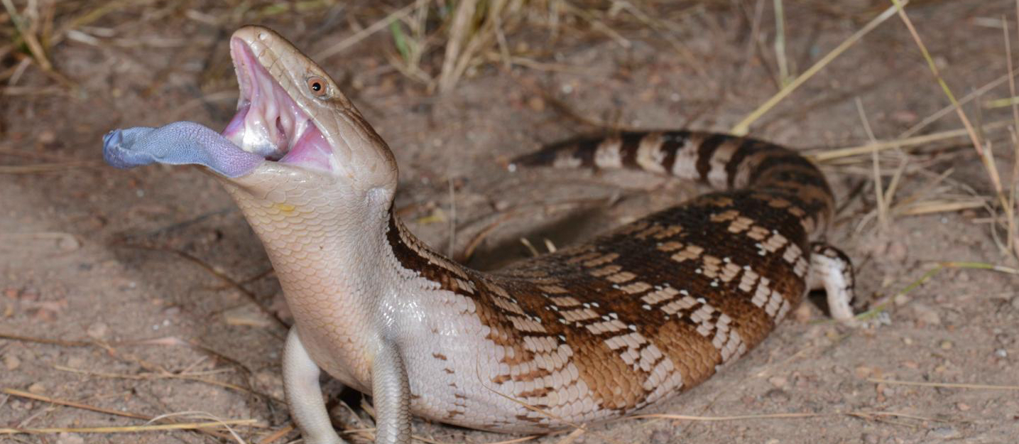 Blue Tongue Skink