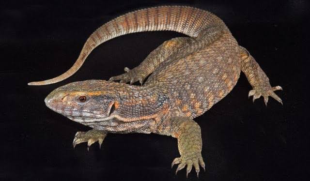 Savannah Monitor