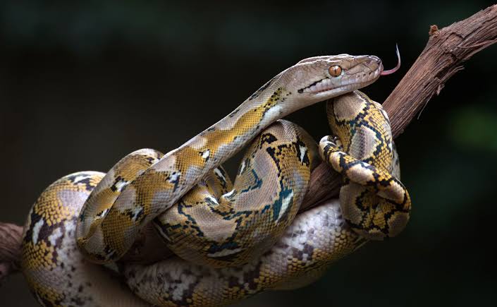 Reticulated Python