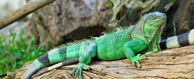 Green Iguana